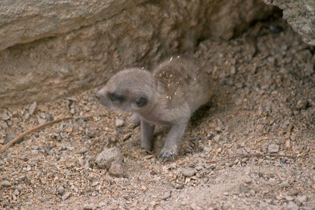 istock baby meerkat 879952778