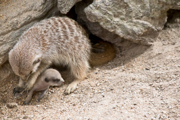 mother and baby meerkat