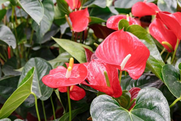 istock Many ripe red anthuriums 879953296