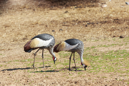 Pair of big crowned cranes eating from ground