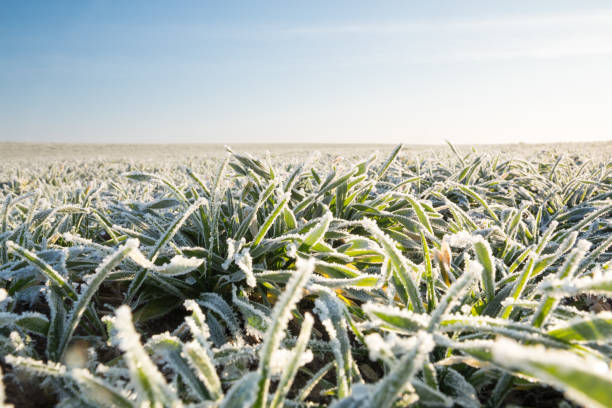 Winter crops covered with frost.