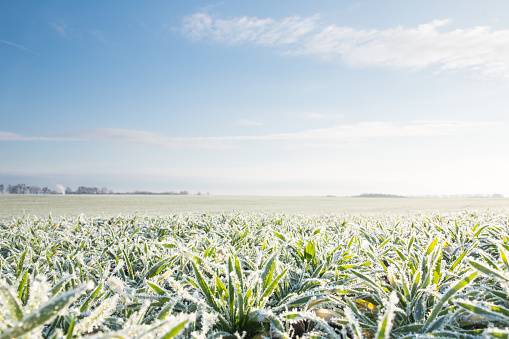 Winter crops covered with frost.