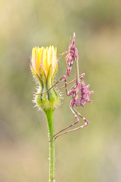 istock Empusa in a flower 879964974
