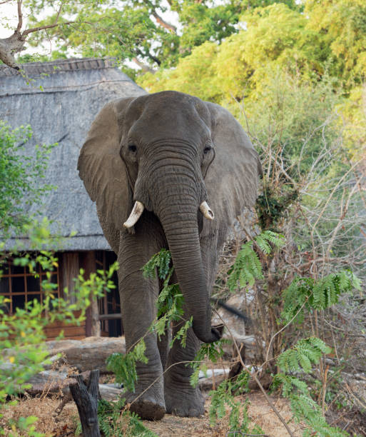 istock African Elephant walking towards camera with a thatched building in the background, South Luangwa, Zambia 879965208