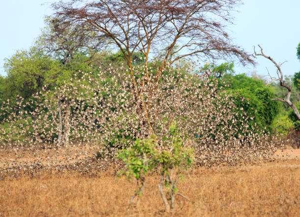 Large flock of Qulea birds in flight on the african plains in South Luangwa National Park, Zambia Large Flock of red-billed quelea (Quelea quelea), flying and swooping in South Luangwa National Park, Zambia flock of birds red billed weaver bird weaverbird africa stock pictures, royalty-free photos & images