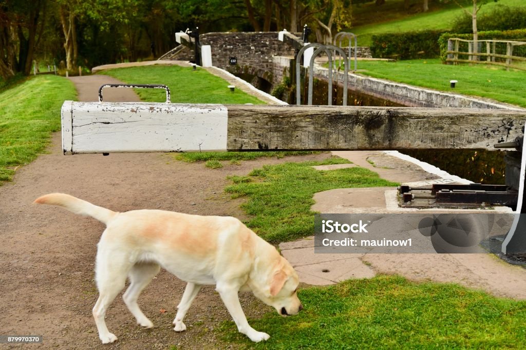 Labrador Retriever Canal Boating in Autumn A dog narrow-boating on the Monmouthshire & Brecon Canal in Wales Autumn Stock Photo