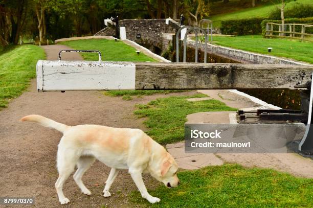 Labrador Retriever Canal Boating In Autumn Stock Photo - Download Image Now - Autumn, Barge, Boat Deck