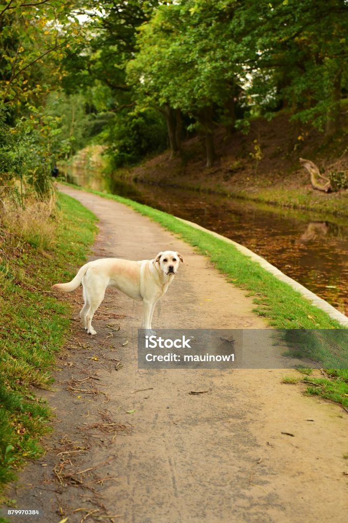 Labrador Retriever Canal Boating in Autumn A dog narrow-boating on the Monmouthshire & Brecon Canal in Wales Autumn Stock Photo
