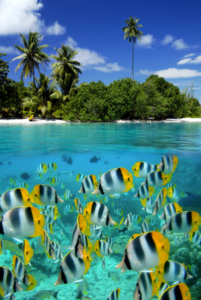 istock Fish on a coral reef - Tahiti - French Polynesia 879973282