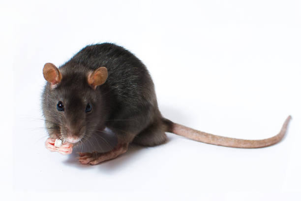 The wood mouse (Apodemus sylvaticus) is a murid rodent native to Europe and northwestern Africa. Studio shot on white.