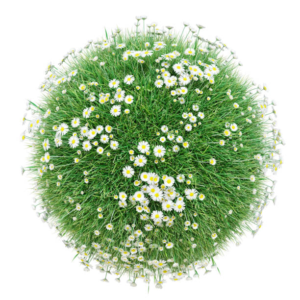 istock Green grass with flowers, green world 879976232