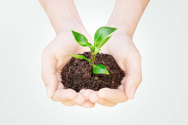 istock Plant on hands, earth and sustainability, new life 879976558