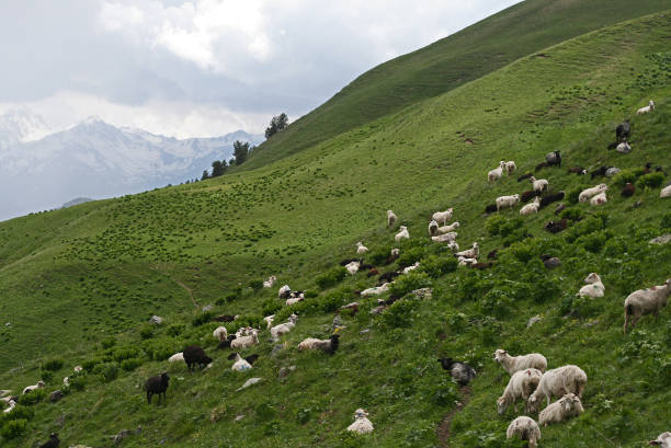 istock Goats and sheeps in Mountains 879977198