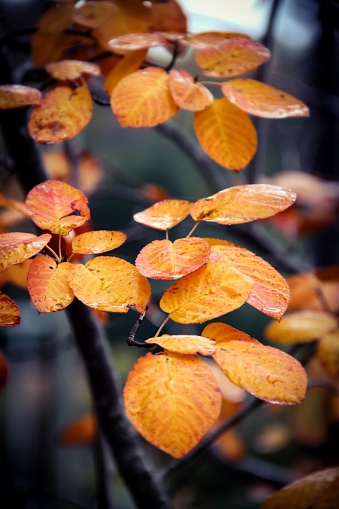 A detailed closeup of a few colorful leaves on a tree branch.