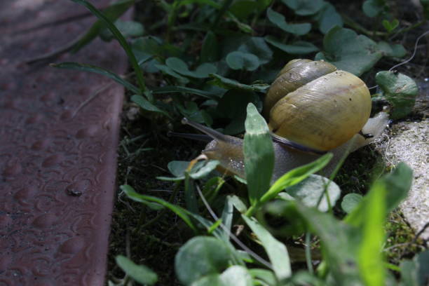 istock Small yellow snug going to an house 879981854