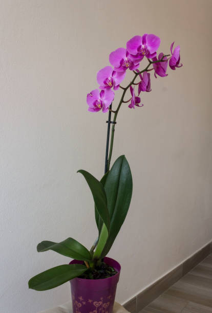 istock Isolated orchid plant on a vase 879981872