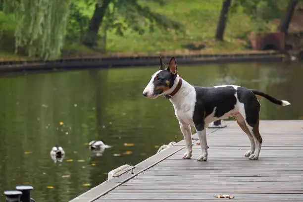 Bull terrier puppy dog on a wooden pier at a lake, copy space detail with selected focus and narrow depth of field