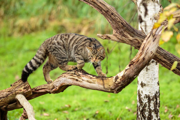 istock A Scottish Wildcat or Highlands tiger 879989556