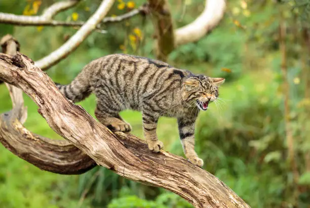 The Scottish wildcat, or Highlands tiger, is a dark colored subspecies of the European wildcat native to Scotland.