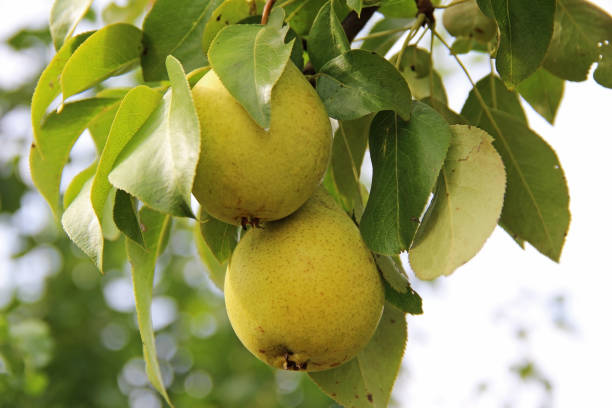 istock Ripe pears on the branch. 880008672