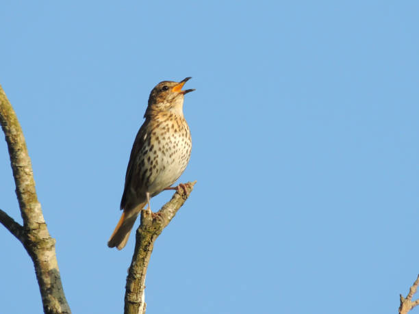 istock Male Thrush - Songbird 880008778