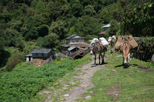 istock Horses in Annapurna sanctuary trek 880013628