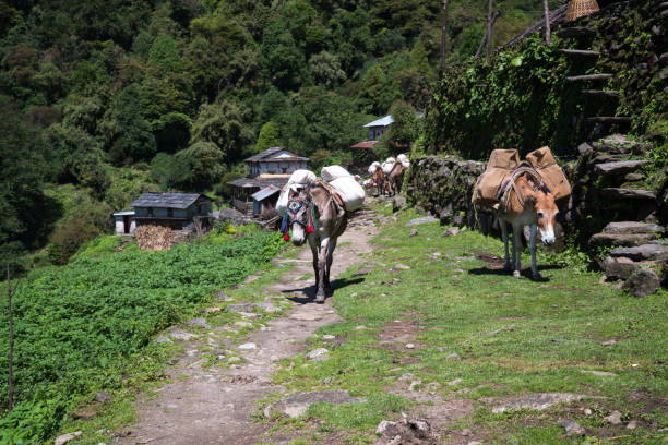 istock Horses in Annapurna sanctuary trek 880013662