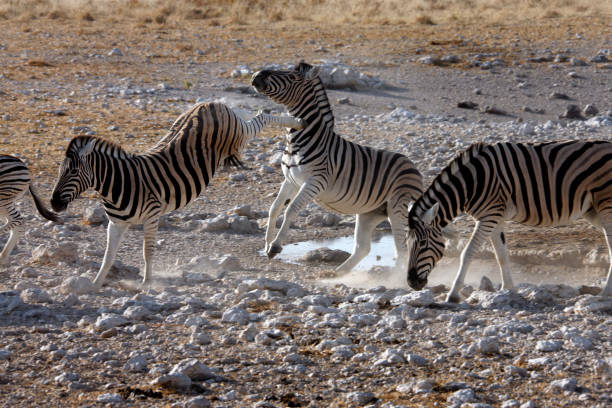 istock Kicking Zebra (Equus quagga) - Etosha National Park - Namibia 880016530
