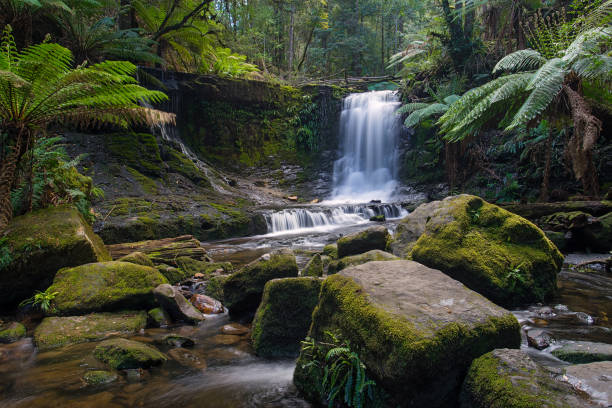 호스 슈 폭포, 마운트 필드 국립 공원, 태 즈 매니아, 호주 - rainforest australia river waterfall 뉴스 사진 이미지