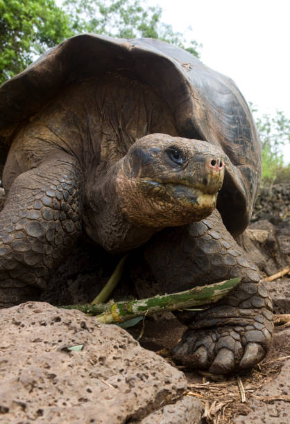 istock Giant Galapagos Tortoise - Galapagos Islands - Ecuador 880023364