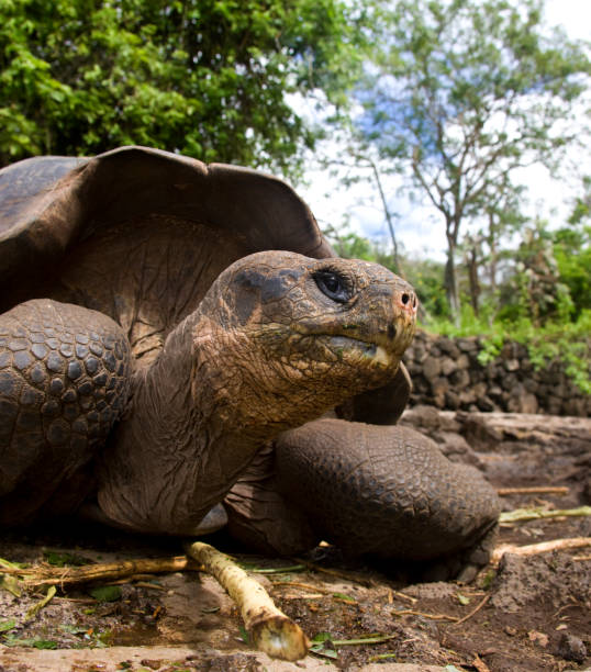 istock Giant Tortoise (Geochelone elephantopus) - Galapagos Islands 880025722
