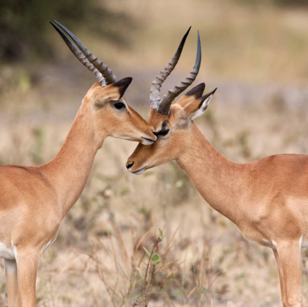 istock Two Male Impala - Savuti region of Botswana 880030516