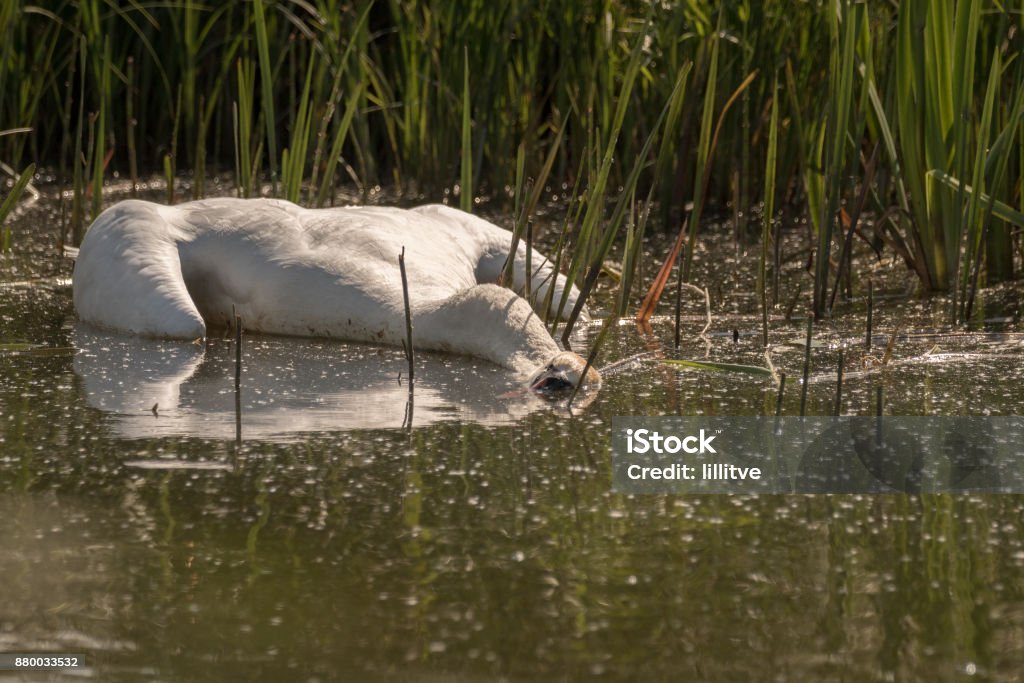 Dead Mute Swan, Cygnus olor, floating in the water in summer, green grass in the background. Sweden, Europe Dead Mute Swan, Cygnus olor, floating in the water in summer with green grass in the background. Sweden, Europe Death Stock Photo