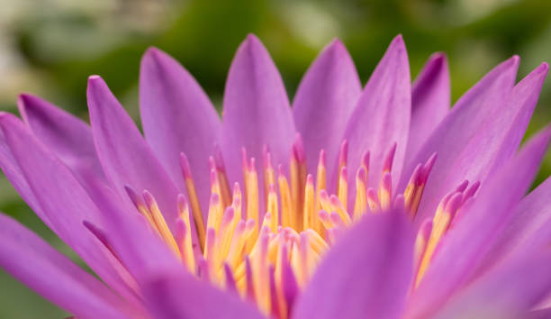 istock Pink lotus with the pollen 880056432