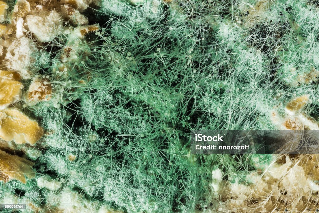 spread of green fungal mold on spoiled food products, view through a microscope spread of green fungal mold on spoiled food products, macro view through a microscope Abstract Stock Photo