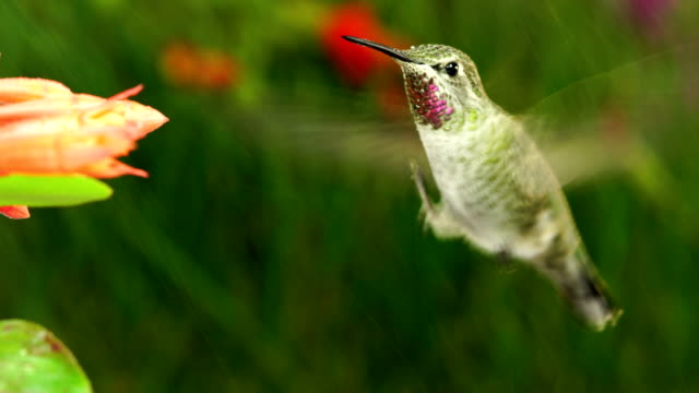 hummingbird stretching one foot while hovering