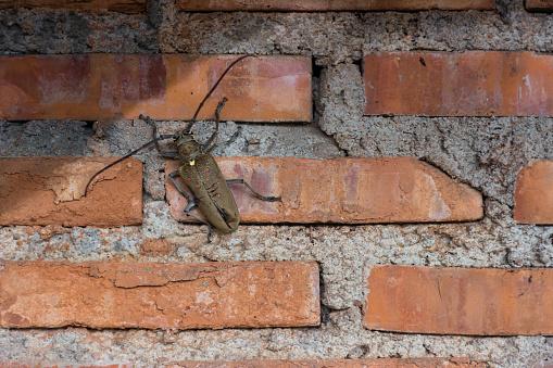 a bug on brick wall