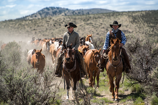 Two cowboys leading horse herd through dust and sage brush during Colorado trail drive roundup