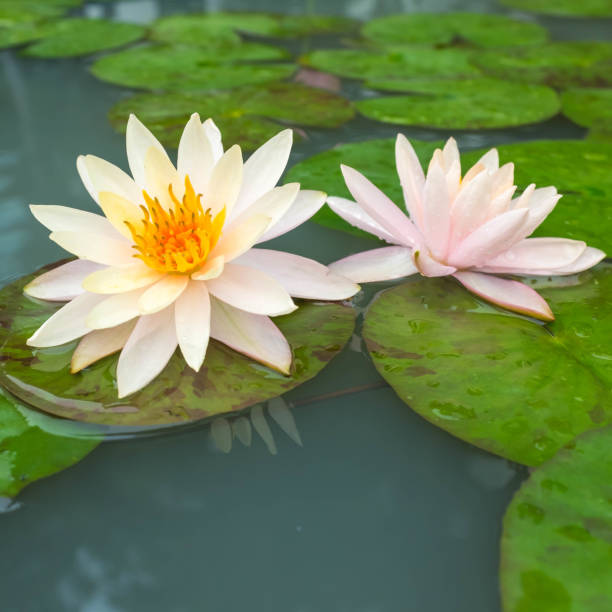 istock two beautiful lotus or water lily 880093216