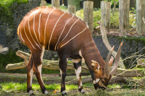 美しい動物 - 大きい東ボンゴ アンテロープ、ケニアでのみを残して非常に希少動物。 - 動物 ボンゴ ストックフォトと画像