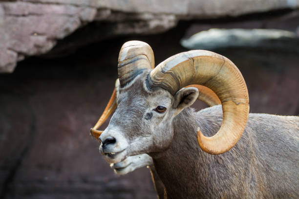 istock Mountain animals - bighorn sheep 880109304