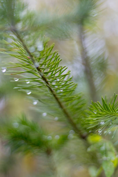 istock pine branch in november autumn forest as abstract artwork with bokeh and blur 880124016
