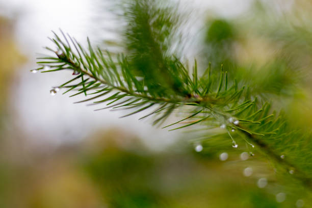 istock pine branch in november autumn forest as abstract artwork with bokeh and blur 880124022