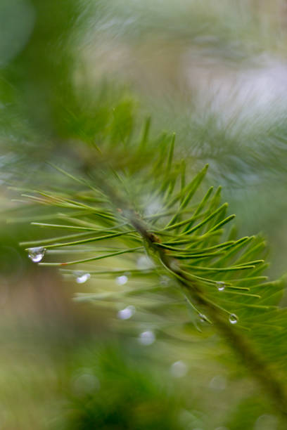 istock pine branch in november autumn forest as abstract artwork with bokeh and blur 880124024