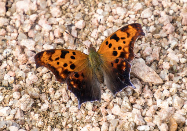 Closeup of a Question Mark Butterfly showing it's colorful orange wings with black spots. The butterfly is sitting on a bed of gravel.