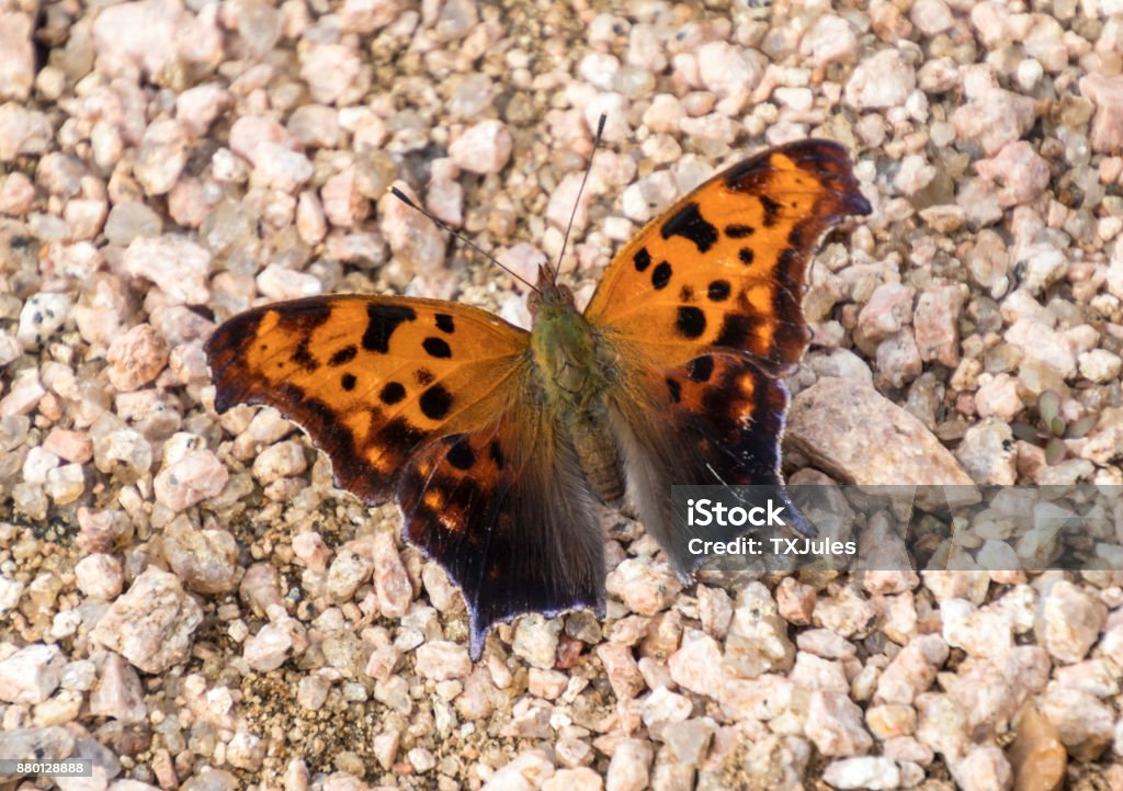 A Question Mark Butterfly showing it's orange and black wings Closeup of a Question Mark Butterfly showing it's colorful orange wings with black spots. The butterfly is sitting on a bed of gravel. Butterfly - Insect Stock Photo