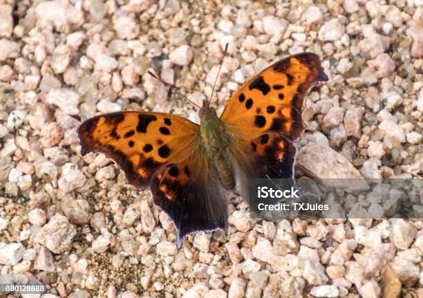 A Question Mark Butterfly Showing Its Orange And Black Wings Stock Photo - Download Image Now