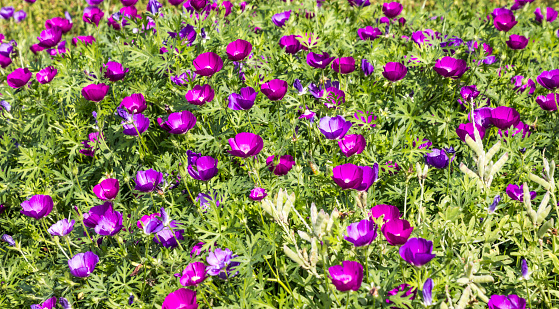 A closeup of a portion of a field of purple Wine Cup wildflowers during Springtime in Texas