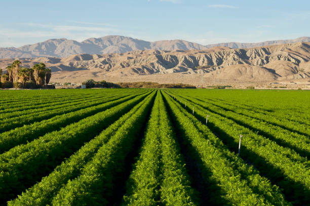 istock Desert Carrot Farm 880128924