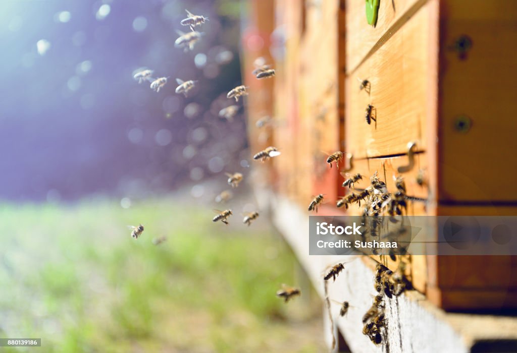 Bees flying around beehive. Beekeeping concept. Close up of flying bees. Wooden beehive and bees. Beehive Stock Photo